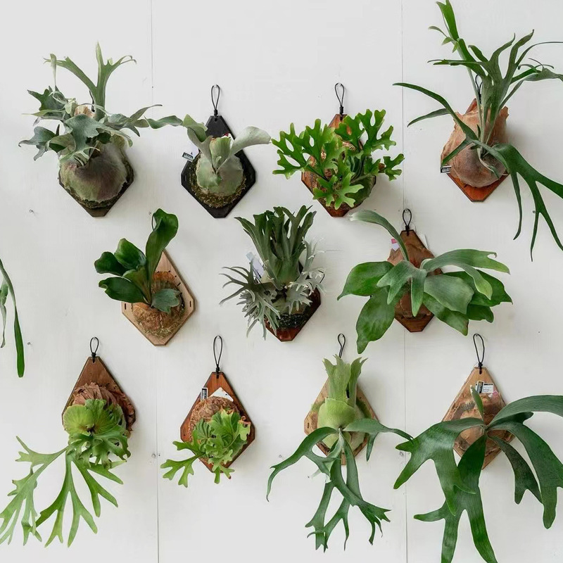 New Wooden Staghorn Fern Wall  - Woven Wall Basket 评论和价格