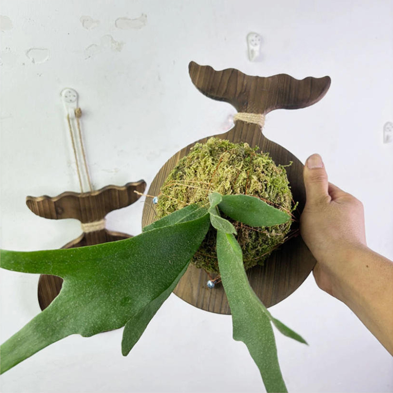 New Wooden Staghorn Fern Wall  - Woven Wall Basket 评论和价格